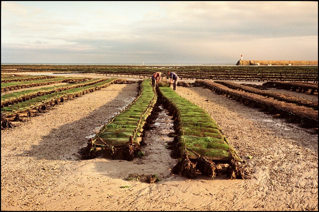 Saint-Vaast-la-Hougue, Manche, France